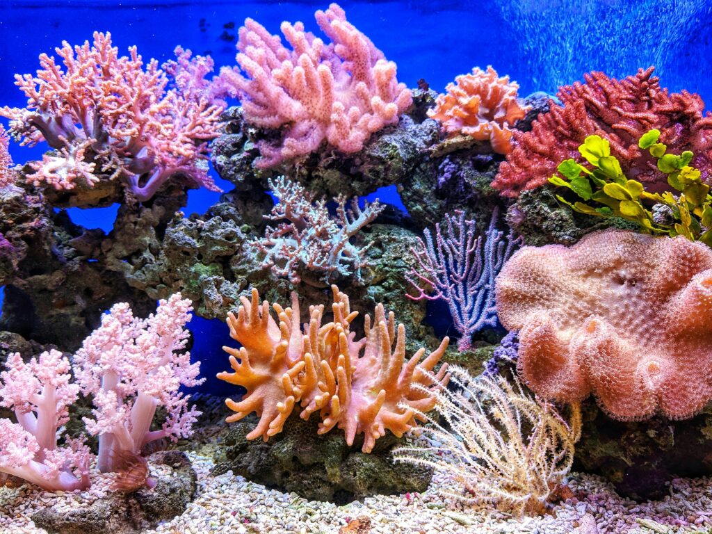 IEEE Young Engineers Conference Colorful coral reef with diverse marine life in a vibrant underwater aquarium scene.